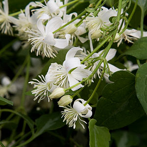 White flowering Climbing Plant