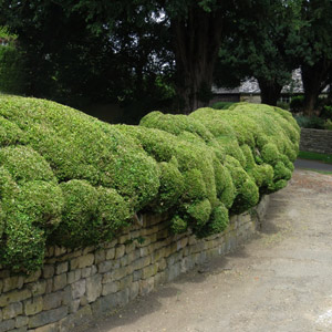 Clipped informal hedge