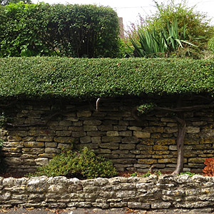 Hedge growing over wall