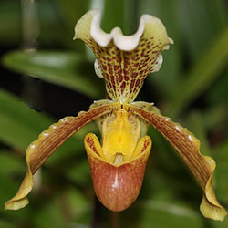 Easy Care Orchids | Nurseries Online UK