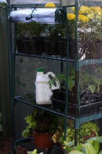 Mini Plastic Greenhouse